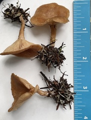 Rhizocybe