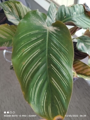 Goeppertia sanderiana