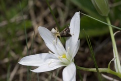 Heliothela wulfeniana
