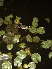 Pseudacris hypochondriaca