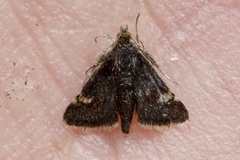 Heliothela wulfeniana