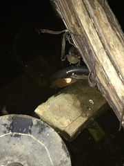 Pseudacris hypochondriaca