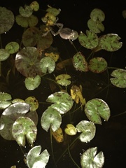 Pseudacris hypochondriaca