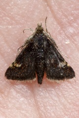 Heliothela wulfeniana