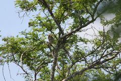Glaucidium