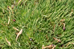 Oreobolus pectinatus