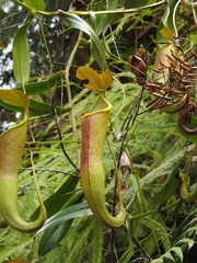 Nepenthes sanguinea