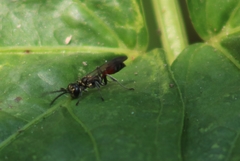 Lyroda