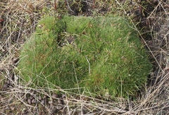 Oreobolus pectinatus