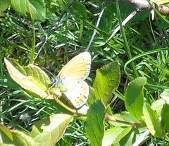 Coenonympha leander