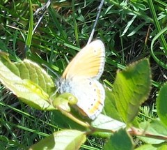 Coenonympha leander