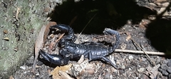 Heterometrus laoticus