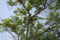Glaucidium