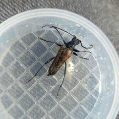 Anthophylax attenuatus