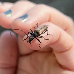 Anthophylax attenuatus