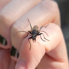 Anthophylax attenuatus