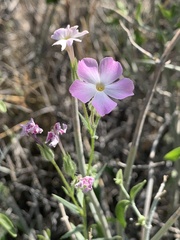 Phlox stansburyi