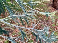 Acacia dealbata dealbata