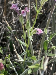 Phlox stansburyi