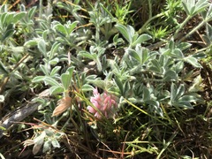Trifolium andersonii