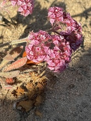 Chorizanthe douglasii