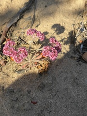 Chorizanthe douglasii