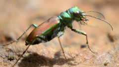 Cicindela splendida