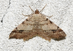 Macaria aequiferaria