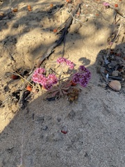 Chorizanthe douglasii