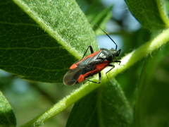 Dionconotus confluens