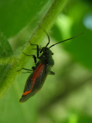 Dionconotus confluens