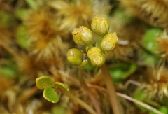 Azorella nitens