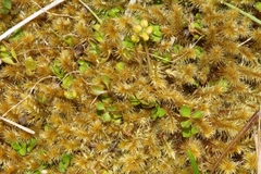 Azorella nitens