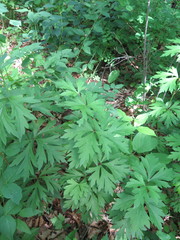 Aconitum kusnezoffii