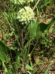 Asclepias stenophylla