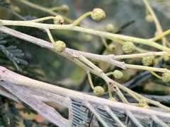 Acacia dealbata dealbata