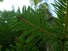 Abies × borisii-regis