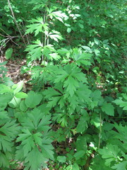 Aconitum kusnezoffii