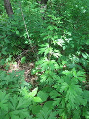 Aconitum kusnezoffii
