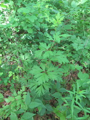 Aconitum kusnezoffii