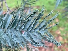 Acacia dealbata dealbata