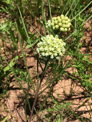 Asclepias stenophylla