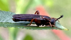 Phyllomydas parvulus image