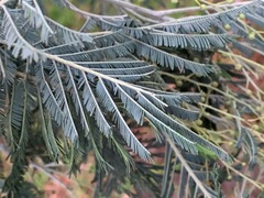 Acacia dealbata dealbata