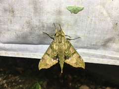 Xylophanes zurcheri