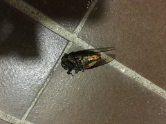 Cryptotympana mandarina