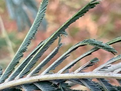 Acacia dealbata dealbata