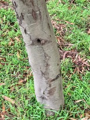 Acacia dealbata dealbata