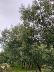 Acacia dealbata dealbata