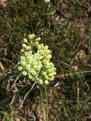 Asclepias stenophylla
